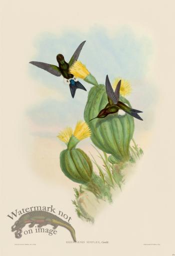 Gould Hummingbird 271